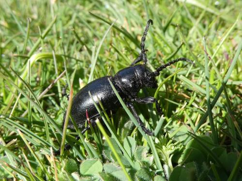 Réf. 279 945 : Iberodorcadion lorquinii